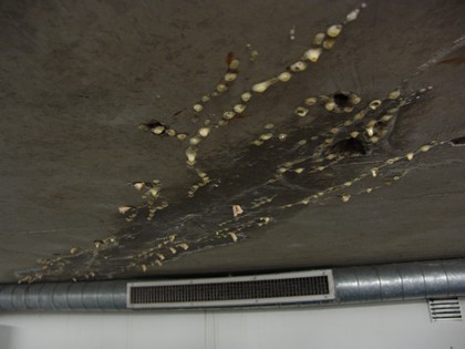 Plafond scheurinjectie.JPG